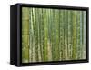 Sagano Bamboo Forest in Kyoto-Rudy Sulgan-Framed Stretched Canvas