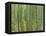 Sagano Bamboo Forest in Kyoto-Rudy Sulgan-Framed Stretched Canvas