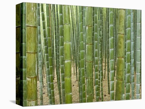Sagano Bamboo Forest in Kyoto-Rudy Sulgan-Stretched Canvas