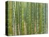 Sagano Bamboo Forest in Kyoto-Rudy Sulgan-Stretched Canvas