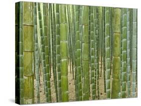 Sagano Bamboo Forest in Kyoto-Rudy Sulgan-Stretched Canvas