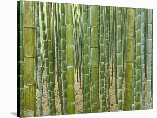 Sagano Bamboo Forest in Kyoto-Rudy Sulgan-Stretched Canvas