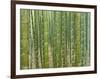 Sagano Bamboo Forest in Kyoto-Rudy Sulgan-Framed Photographic Print