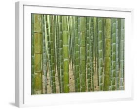 Sagano Bamboo Forest in Kyoto-Rudy Sulgan-Framed Photographic Print