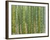 Sagano Bamboo Forest in Kyoto-Rudy Sulgan-Framed Photographic Print