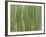 Sagano Bamboo Forest in Kyoto-Rudy Sulgan-Framed Photographic Print