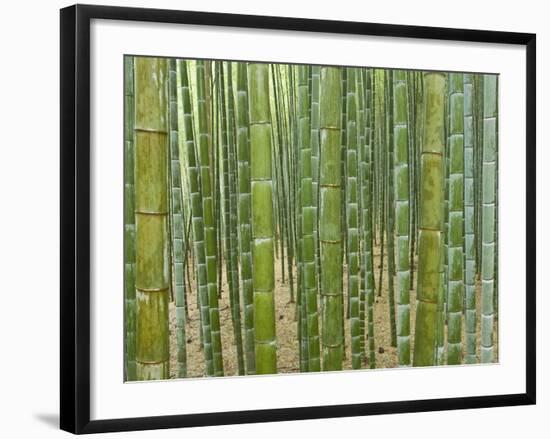 Sagano Bamboo Forest in Kyoto-Rudy Sulgan-Framed Photographic Print