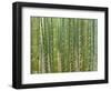 Sagano Bamboo Forest in Kyoto-Rudy Sulgan-Framed Photographic Print