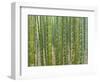 Sagano Bamboo Forest in Kyoto-Rudy Sulgan-Framed Photographic Print