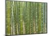 Sagano Bamboo Forest in Kyoto-Rudy Sulgan-Mounted Photographic Print
