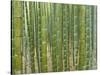 Sagano Bamboo Forest in Kyoto-Rudy Sulgan-Stretched Canvas