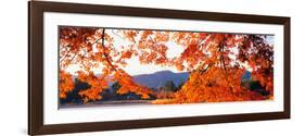 Sagano Daikaku-Ji Ousawa-No-Ike Kyoto Japan-null-Framed Photographic Print