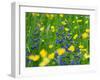 Sage and Buttercup, in wildflower meadow, Italy-Konrad Wothe-Framed Photographic Print