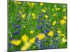 Sage and Buttercup, in wildflower meadow, Italy-Konrad Wothe-Mounted Photographic Print