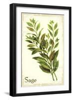Sage antique-The Saturday Evening Post-Framed Giclee Print