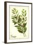 Sage antique-The Saturday Evening Post-Framed Giclee Print