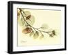Sage Eucalyptus Leaves II-Albert Koetsier-Framed Art Print
