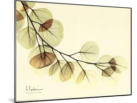 Sage Eucalyptus Leaves II-Albert Koetsier-Mounted Art Print