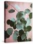 Sage Eucalyptus No. 1-Lupen Grainne-Stretched Canvas
