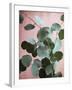 Sage Eucalyptus No. 1-Lupen Grainne-Framed Premium Photographic Print