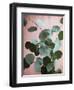 Sage Eucalyptus No. 1-Lupen Grainne-Framed Photographic Print