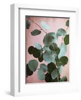 Sage Eucalyptus No. 1-Lupen Grainne-Framed Photographic Print