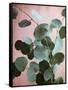 Sage Eucalyptus No. 1-Lupen Grainne-Framed Stretched Canvas