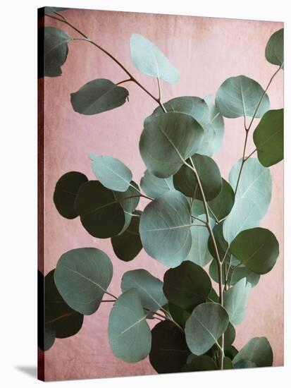 Sage Eucalyptus No. 1-Lupen Grainne-Stretched Canvas