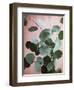 Sage Eucalyptus No. 1-Lupen Grainne-Framed Photographic Print