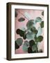 Sage Eucalyptus No. 1-Lupen Grainne-Framed Photographic Print