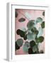 Sage Eucalyptus No. 1-Lupen Grainne-Framed Photographic Print