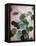 Sage Eucalyptus No. 1-Lupen Grainne-Framed Stretched Canvas