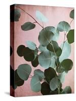 Sage Eucalyptus No. 1-Lupen Grainne-Stretched Canvas