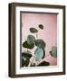 Sage Eucalyptus No. 2-Lupen Grainne-Framed Photographic Print