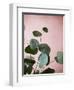 Sage Eucalyptus No. 2-Lupen Grainne-Framed Photographic Print