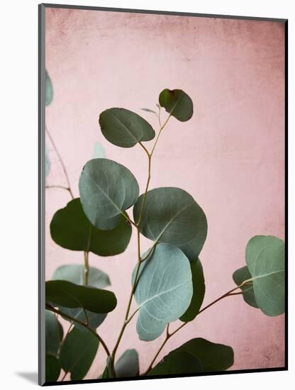 Sage Eucalyptus No. 2-Lupen Grainne-Mounted Photographic Print