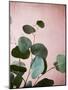 Sage Eucalyptus No. 2-Lupen Grainne-Mounted Photographic Print