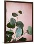 Sage Eucalyptus No. 2-Lupen Grainne-Framed Photographic Print