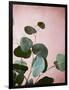 Sage Eucalyptus No. 2-Lupen Grainne-Framed Photographic Print