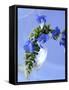 Sage Flowers-Franck Bichon-Framed Stretched Canvas