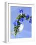 Sage Flowers-Franck Bichon-Framed Photographic Print