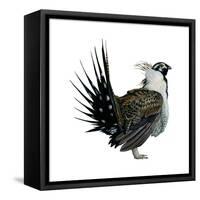 Sage Grouse (Centrocercus Urophasianus), Birds-Encyclopaedia Britannica-Framed Stretched Canvas