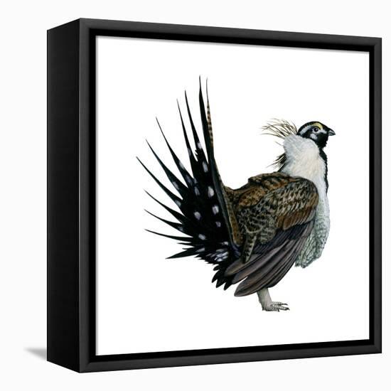 Sage Grouse (Centrocercus Urophasianus), Birds-Encyclopaedia Britannica-Framed Stretched Canvas