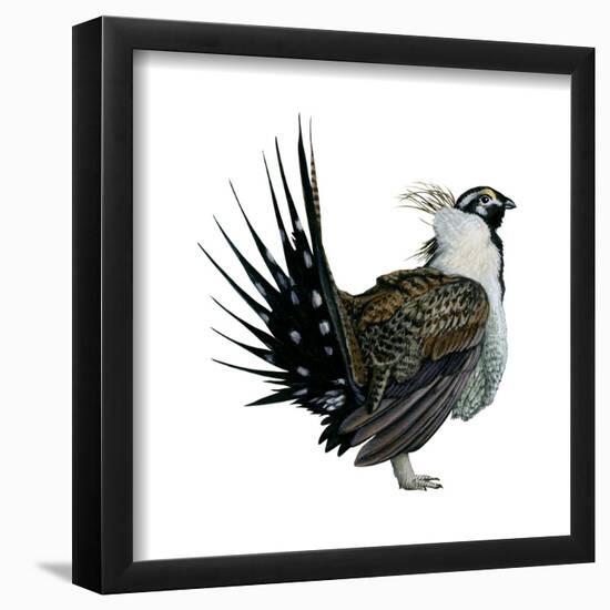 Sage Grouse (Centrocercus Urophasianus), Birds-Encyclopaedia Britannica-Framed Poster