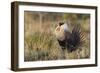 Sage Grouse, Courtship Display-Ken Archer-Framed Photographic Print