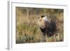 Sage Grouse, Courtship Display-Ken Archer-Framed Photographic Print