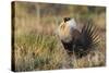 Sage Grouse, Courtship Display-Ken Archer-Stretched Canvas