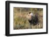 Sage Grouse, Courtship Display-Ken Archer-Framed Photographic Print