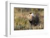 Sage Grouse, Courtship Display-Ken Archer-Framed Photographic Print