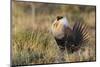 Sage Grouse, Courtship Display-Ken Archer-Mounted Photographic Print